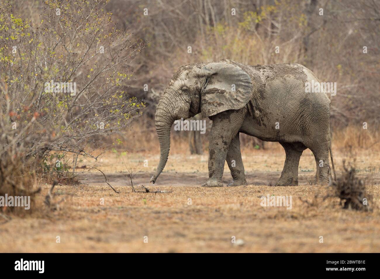 African bush elephant Loxodonta africana, walking through scrub, Mole National Park, Ghana, March Stock Photo