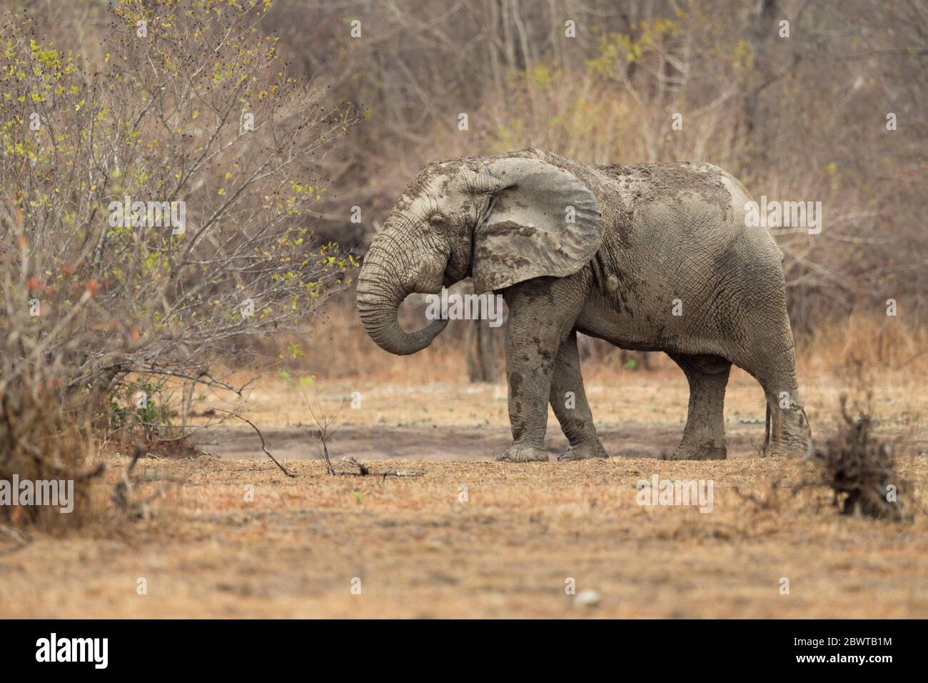 African bush elephant Loxodonta africana, walking through scrub, Mole National Park, Ghana, March Stock Photo
