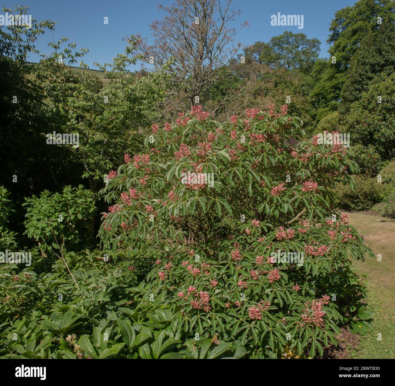 Spring Flowers of the Deciduous Red Buckeye Tree (Aesculus pavia 'Rosea nana') Growing in a Garden in Rural Devon, England, UK Stock Photo