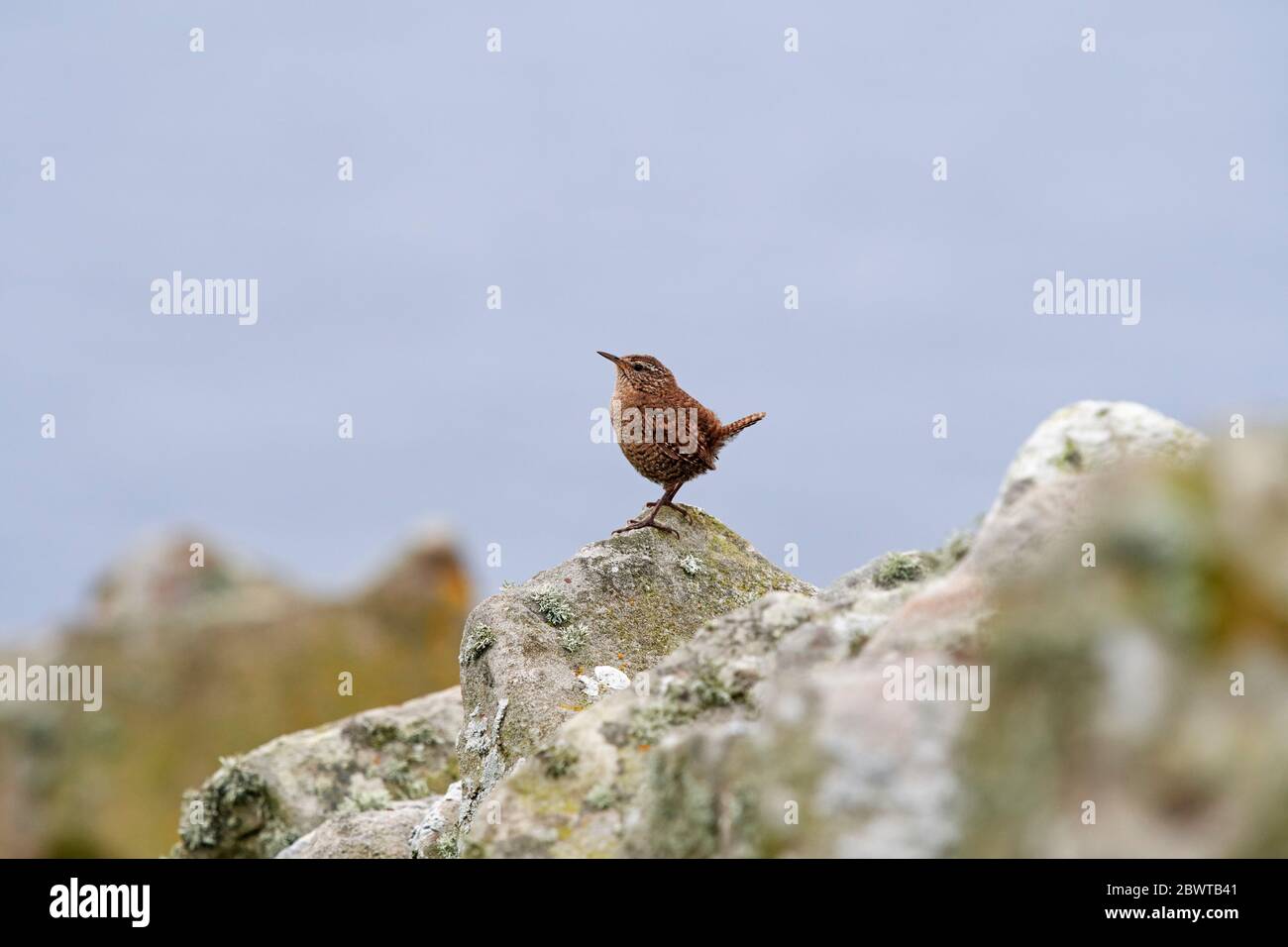 Shetland Wren (Troglodytes troglodytes) UK Stock Photo