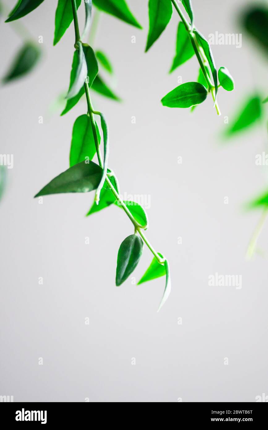 Houseplant bright green leaves hi-res stock photography and images - Alamy