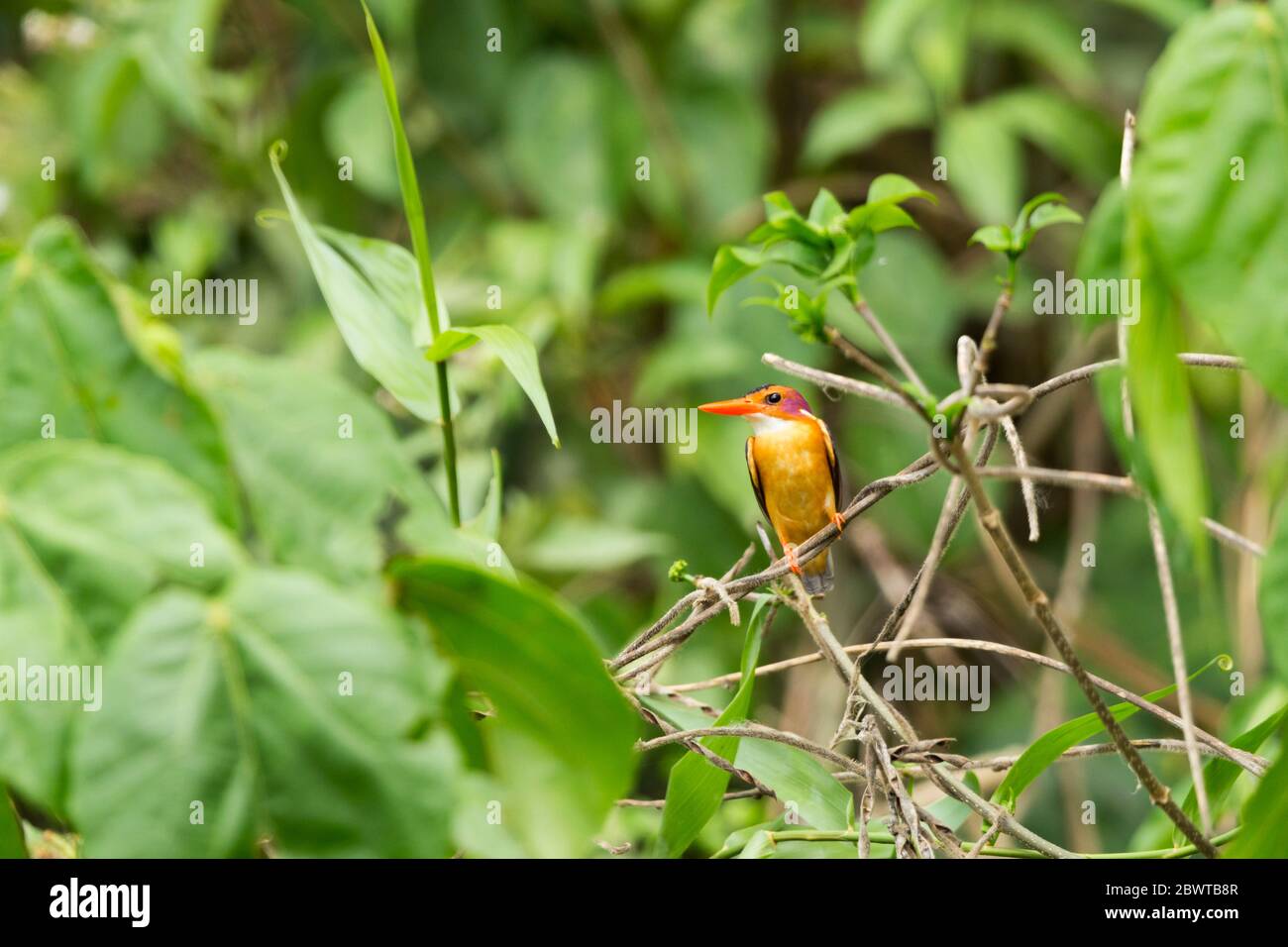 African pygmy kingfisher Ispidina picta, adult, perched in undergrowth, Twifo, Ghana, March Stock Photo