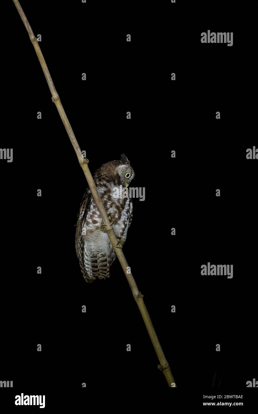 Akun eagle owl Bubo leucostictus, adult, perched at night, Kakum National Park, Ghana, March Stock Photo