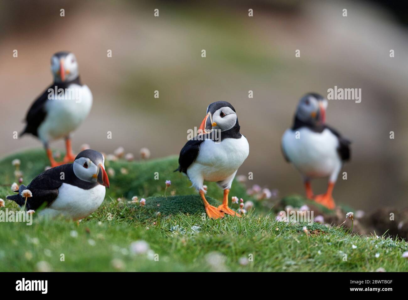 shetland-island-puffins-hi-res-stock-photography-and-images-alamy