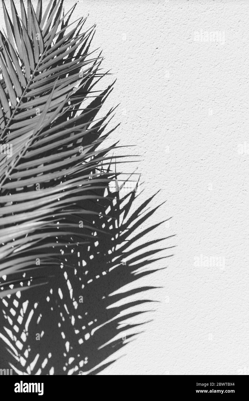 Summer abstract black and white photography of palm leaf and shadow of it over white wall. Stock Photo