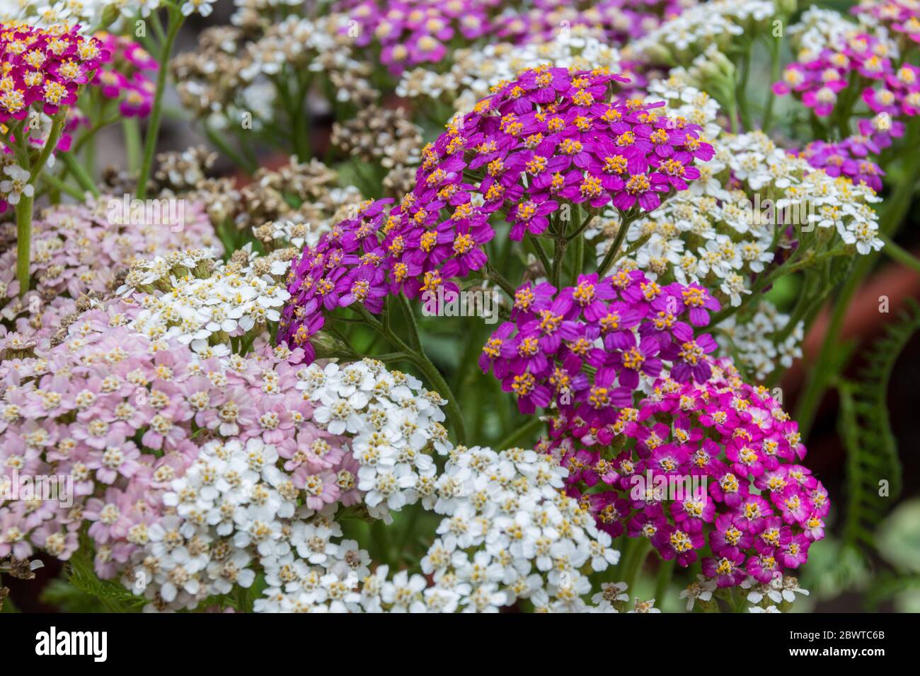 Blossoming yarrow flowers. Achillea millefolium, commonly known as yarrow or common yarrow, is a flowering plant in the family Asteraceae. Stock Photo