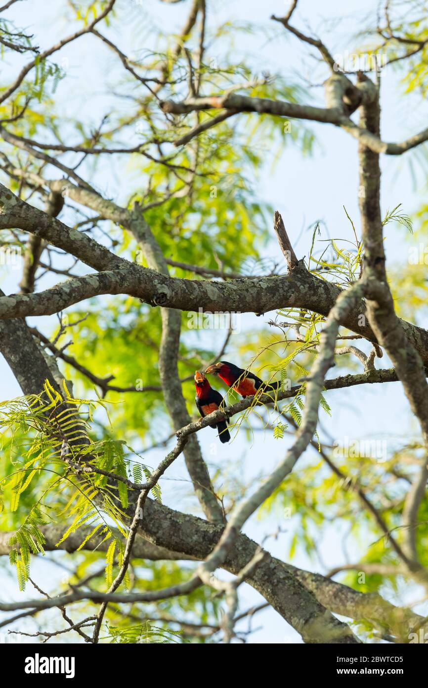 Bearded barbet Lybius dubius, adults, perched in tree, Mognori Bridge, Mole National Park, Ghana, March Stock Photo