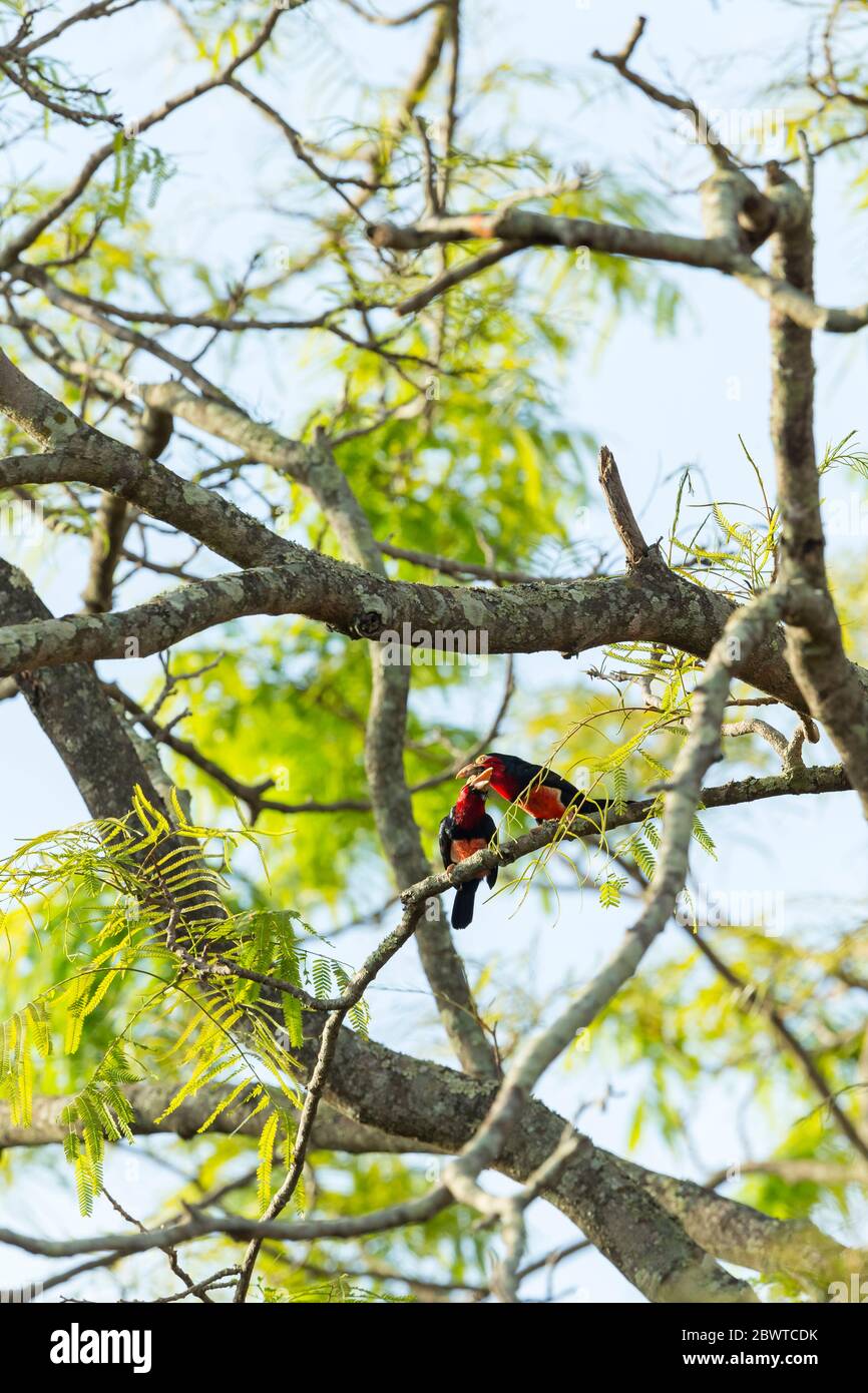 Bearded barbet Lybius dubius, adults, perched in tree, Mognori Bridge, Mole National Park, Ghana, March Stock Photo