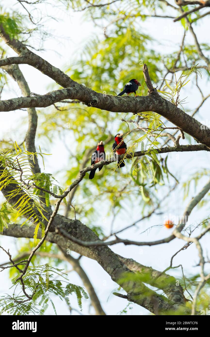 Bearded barbet Lybius dubius, adults, perched in tree, Mognori Bridge, Mole National Park, Ghana, March Stock Photo