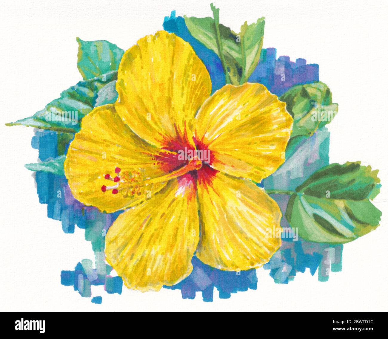 Blooming yellow hibiskus flowers, watercolor artwork illustration Stock