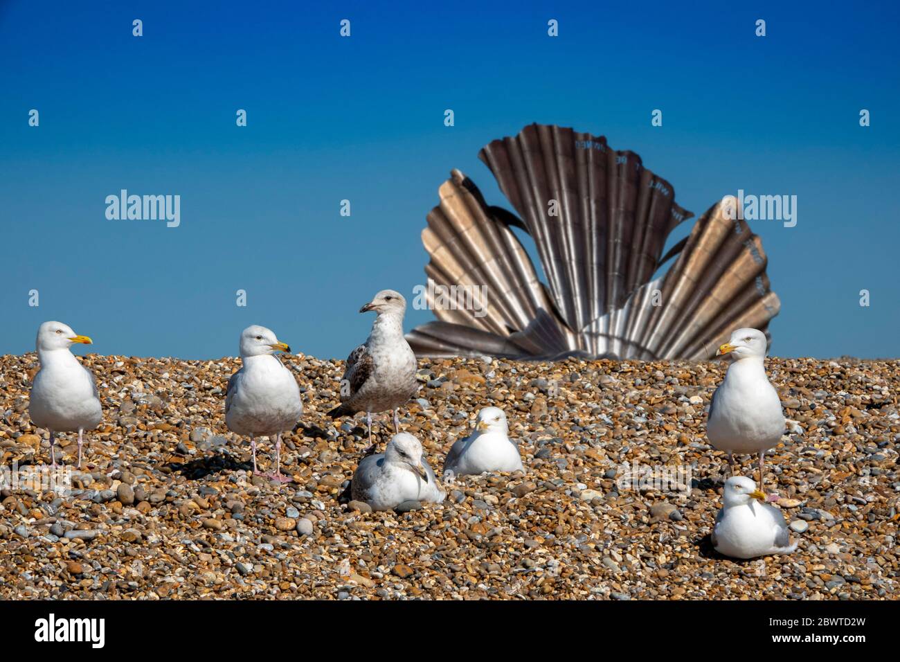 Seven gulls sitting on a shingle beach at Aldeburgh Suffolk with the Maggi Hambling scallop sculpture in soft focus background against bright blue sky Stock Photo