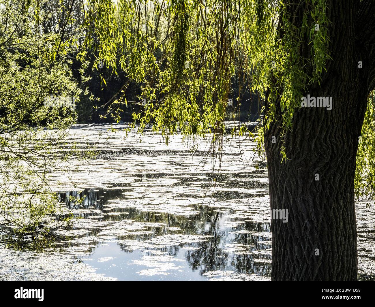 Early morning spring sunshine filtering through the leaves of a weeping willow on the banks of an algae covered pond. Stock Photo