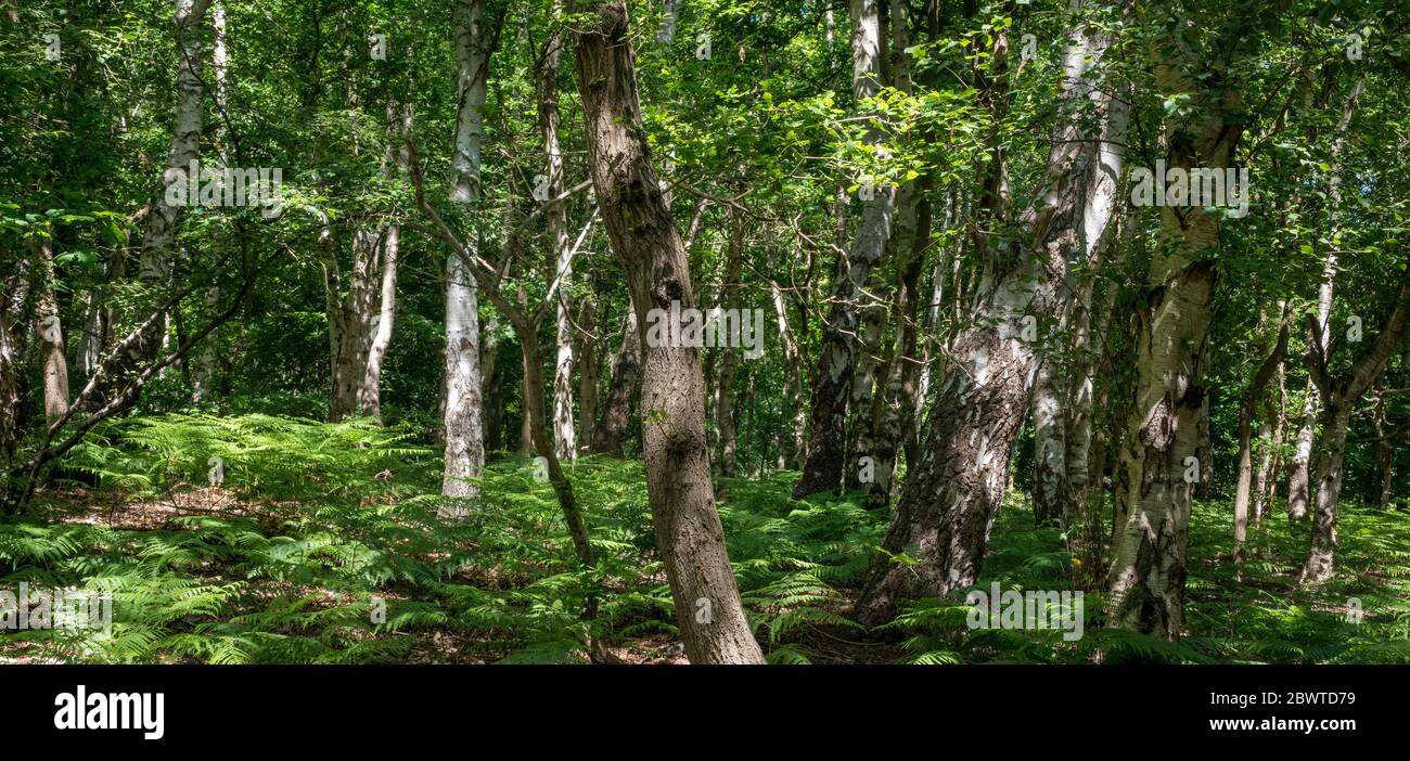 Panoramic view through a forest with dappled sunlight breaking through onto a canopy of bracken fern. Stock Photo