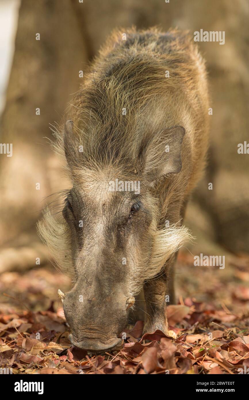 Common warthog Phacochoerus africanus, foraging in leaf-litter, Mole National Park, Ghana, March Stock Photo