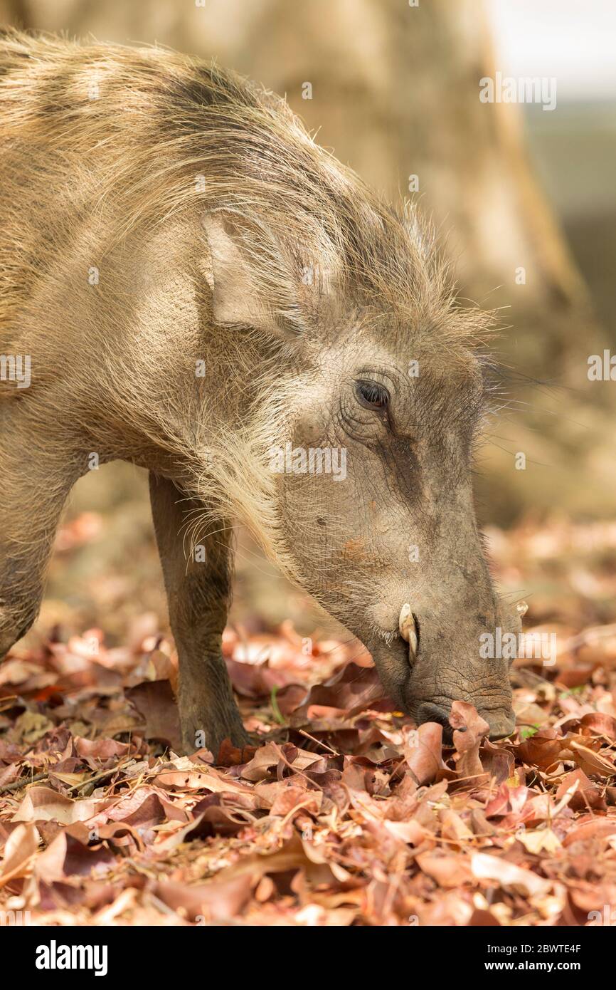 Common warthog Phacochoerus africanus, foraging in leaf-litter, Mole National Park, Ghana, March Stock Photo
