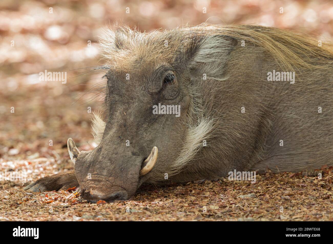 Common warthog Phacochoerus africanus, resting in shade, Mole National Park, Ghana, March Stock Photo