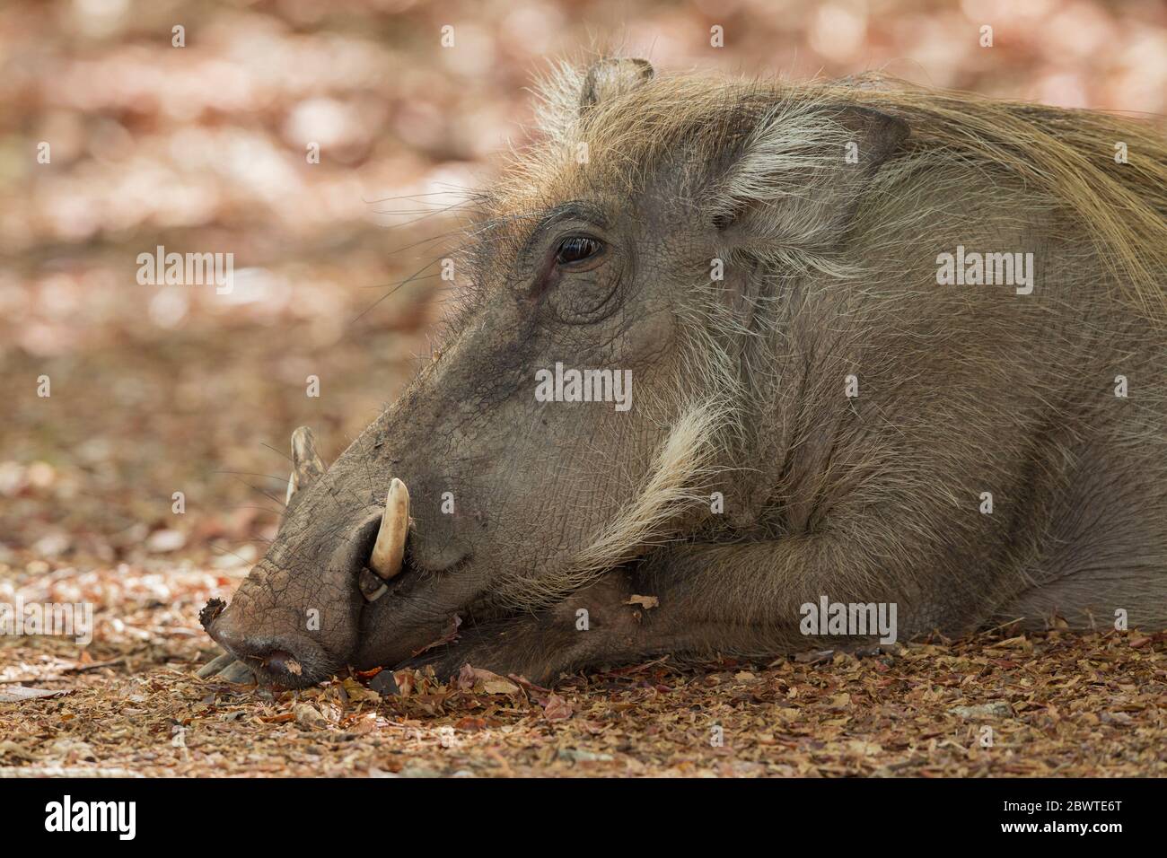Common warthog Phacochoerus africanus, resting in shade, Mole National Park, Ghana, March Stock Photo