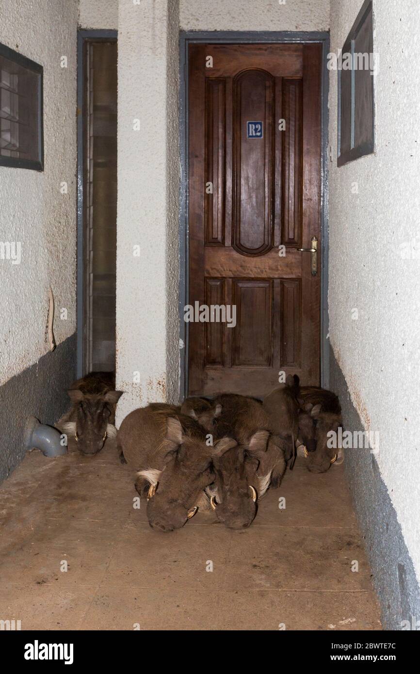 Common warthog Phacochoerus africanus, family group asleep outside lodge in sheltered doorway, Mole National Park, Ghana, March Stock Photo