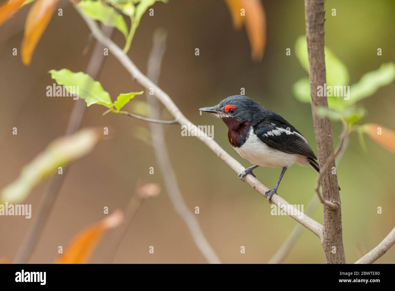 Common wattle-eye Platysteira cyanea, adult female, perched in tree carrying food, Mole National Park, Ghana, March Stock Photo