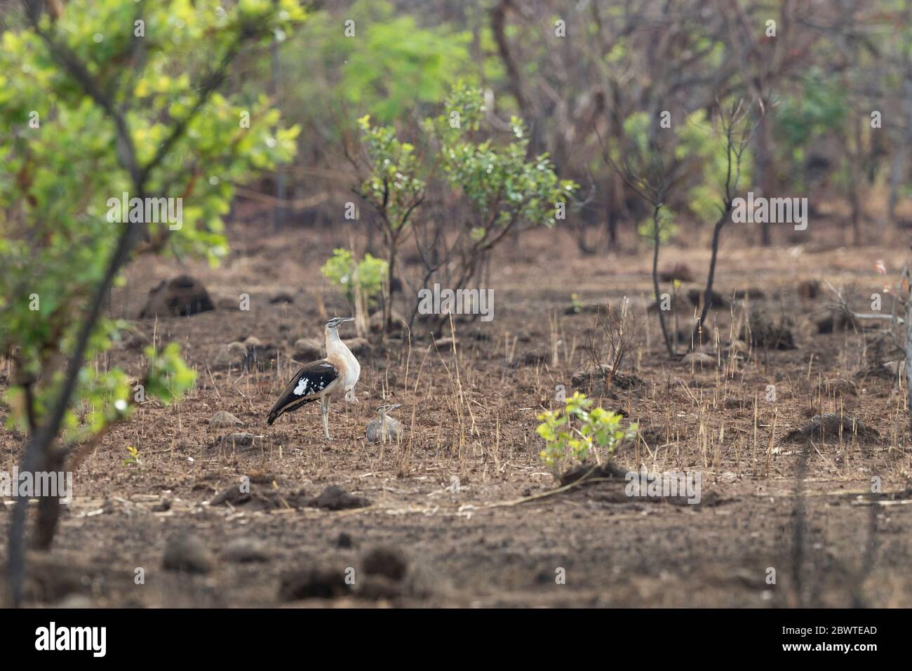 Denham's bustard Neotis denhami, pair in full display courtship, Mole National Park, Ghana, March Stock Photo