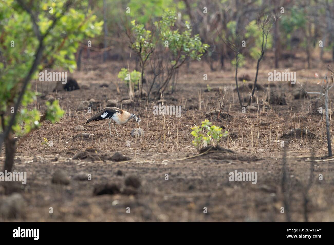 Denham's bustard Neotis denhami, pair in full display courtship, Mole National Park, Ghana, March Stock Photo