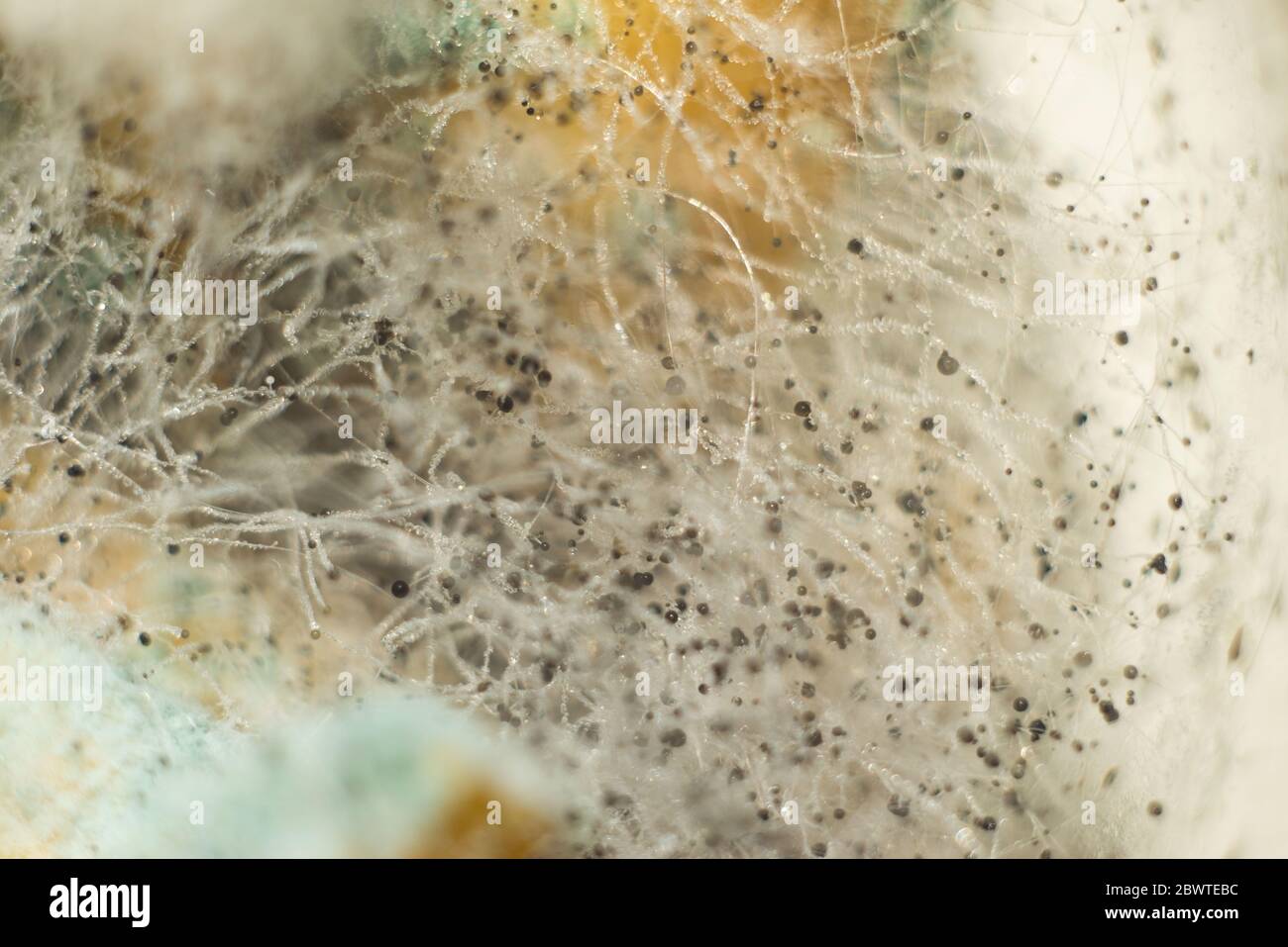 Tiny Slime mold growing on the forest floor macro photography close-up of penicillin, green mold, white fluff of tender Mold in the sun. Abstract clos Stock Photo