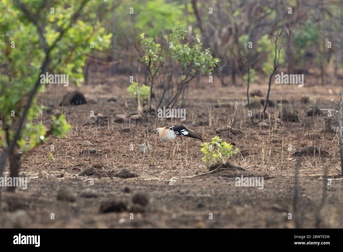 Denham's bustard Neotis denhami, pair in full display courtship, Mole National Park, Ghana, March Stock Photo