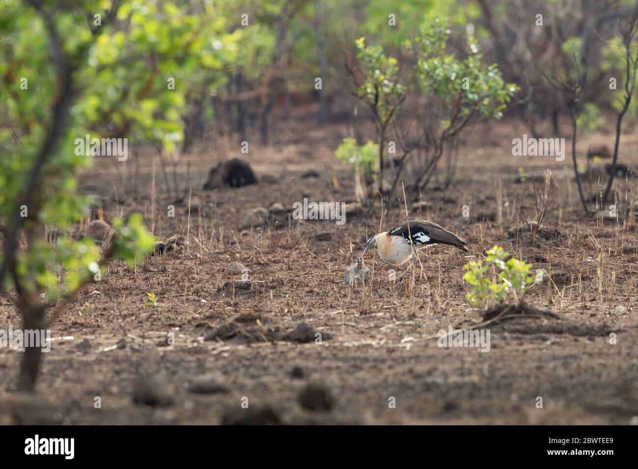 Denham's bustard Neotis denhami, pair in full display courtship, Mole National Park, Ghana, March Stock Photo