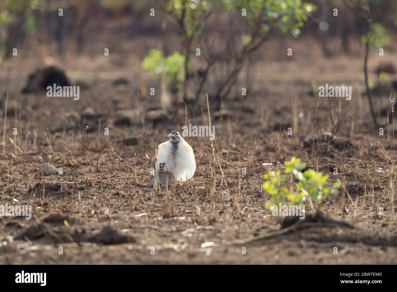 Denham's bustard Neotis denhami, pair in full display courtship, Mole National Park, Ghana, March Stock Photo