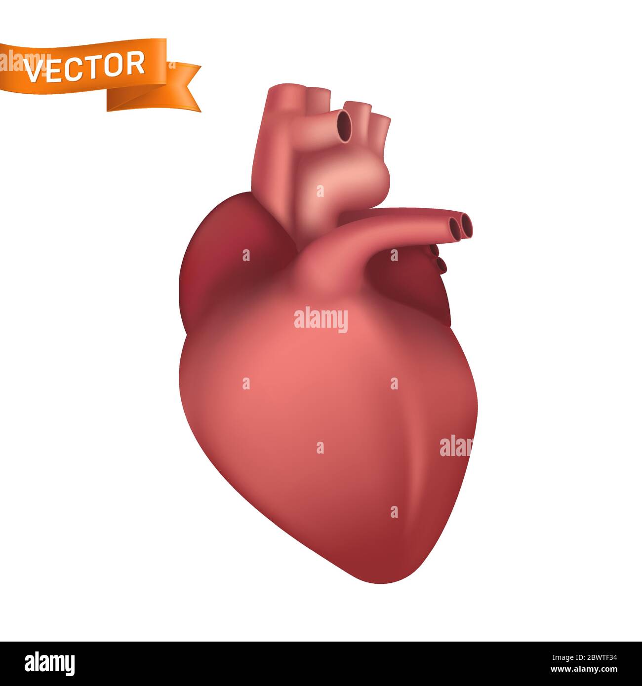Human heart internal organ. 3d realistic anatomical vector illustration  isolated on white background Stock Vector Image & Art - Alamy