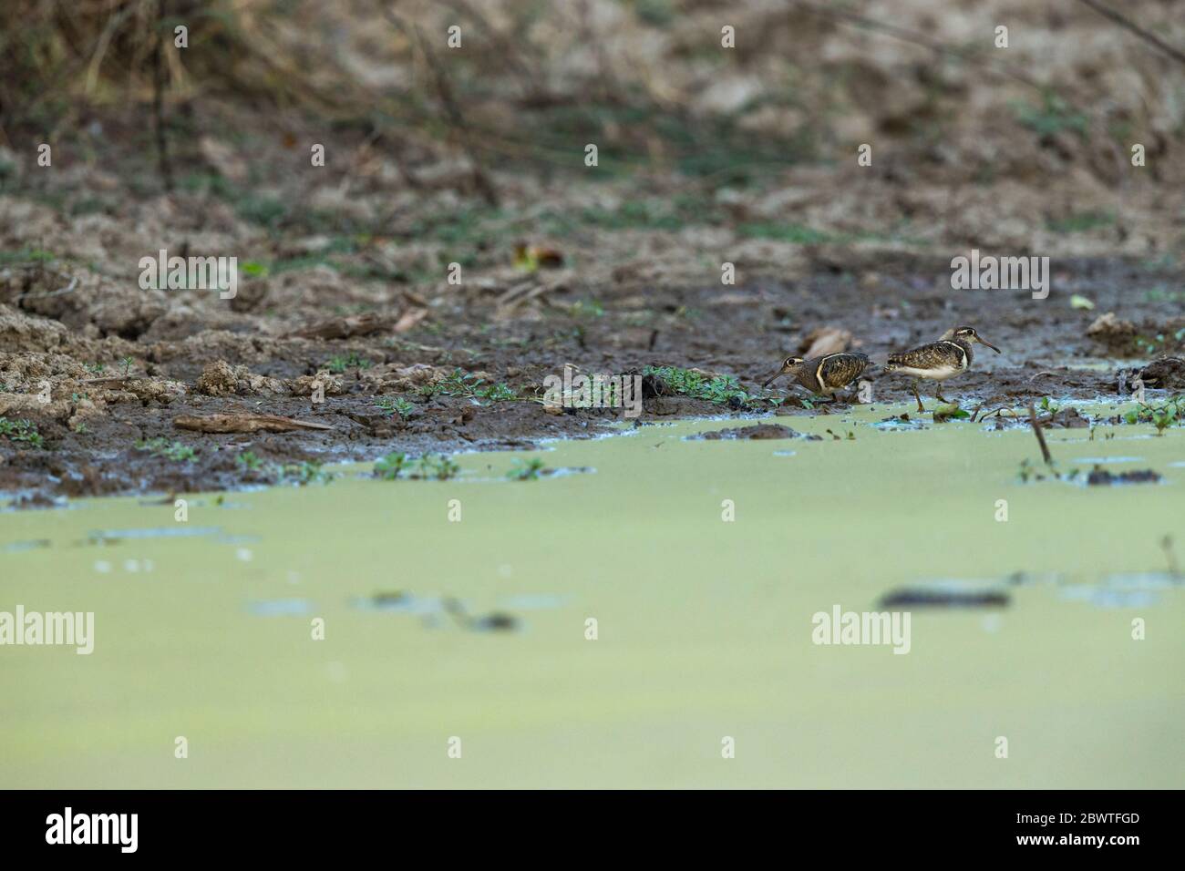 Greater painted snipe Rostratula benghalensis, two, foraging around forest pool, Mole National Park, Ghana, March Stock Photo