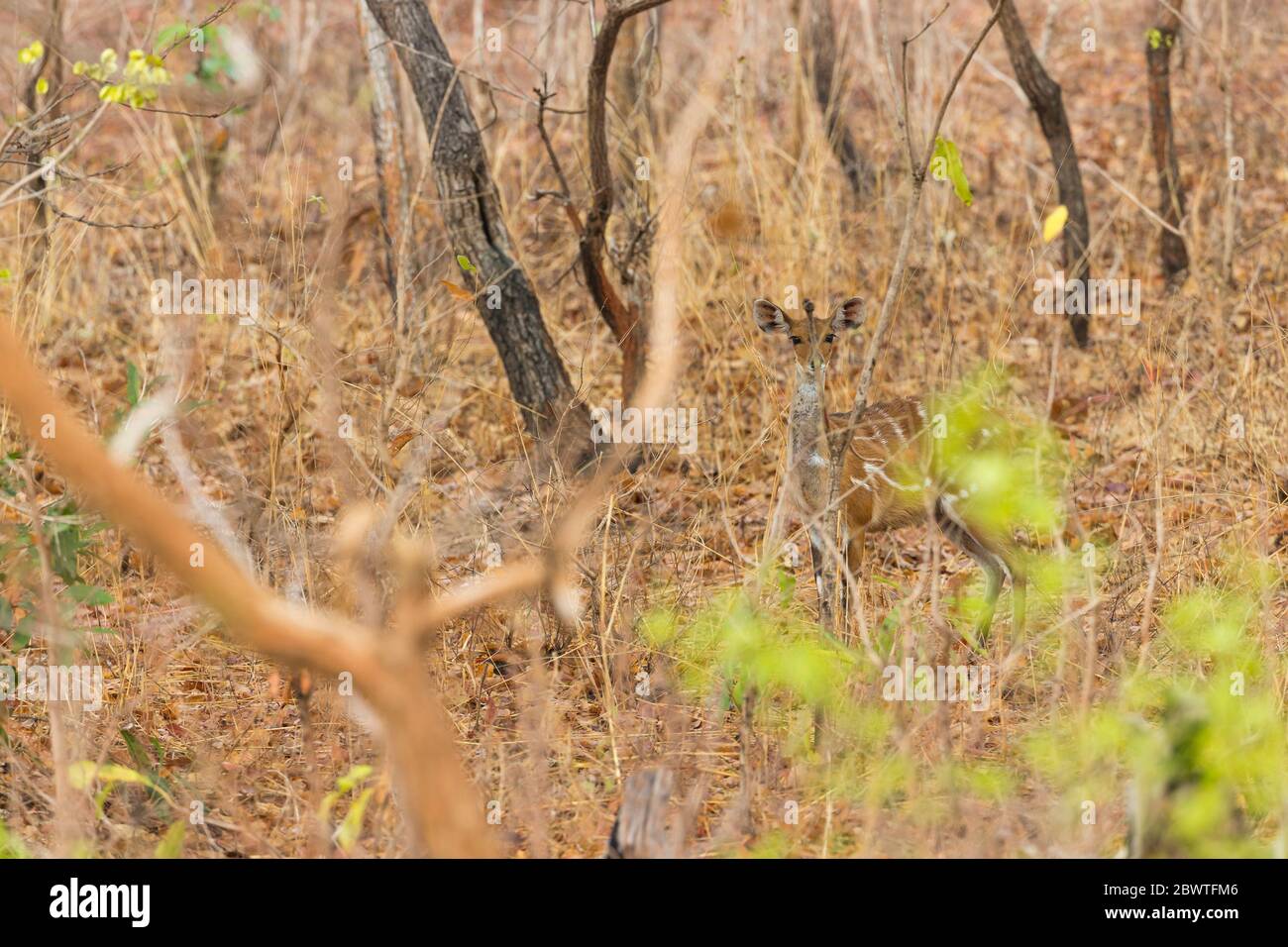 Harnessed bushbuck Tragelaphus scriptus, adult female, in dry forest, Mole National Park, Ghana, March Stock Photo