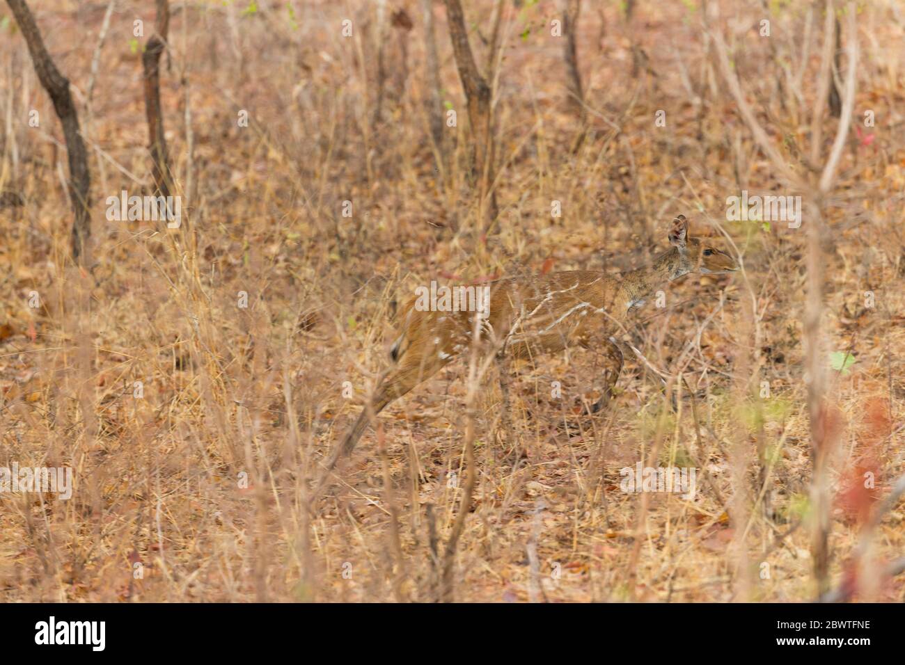 Harnessed bushbuck Tragelaphus scriptus, adult female, in dry forest, Mole National Park, Ghana, March Stock Photo