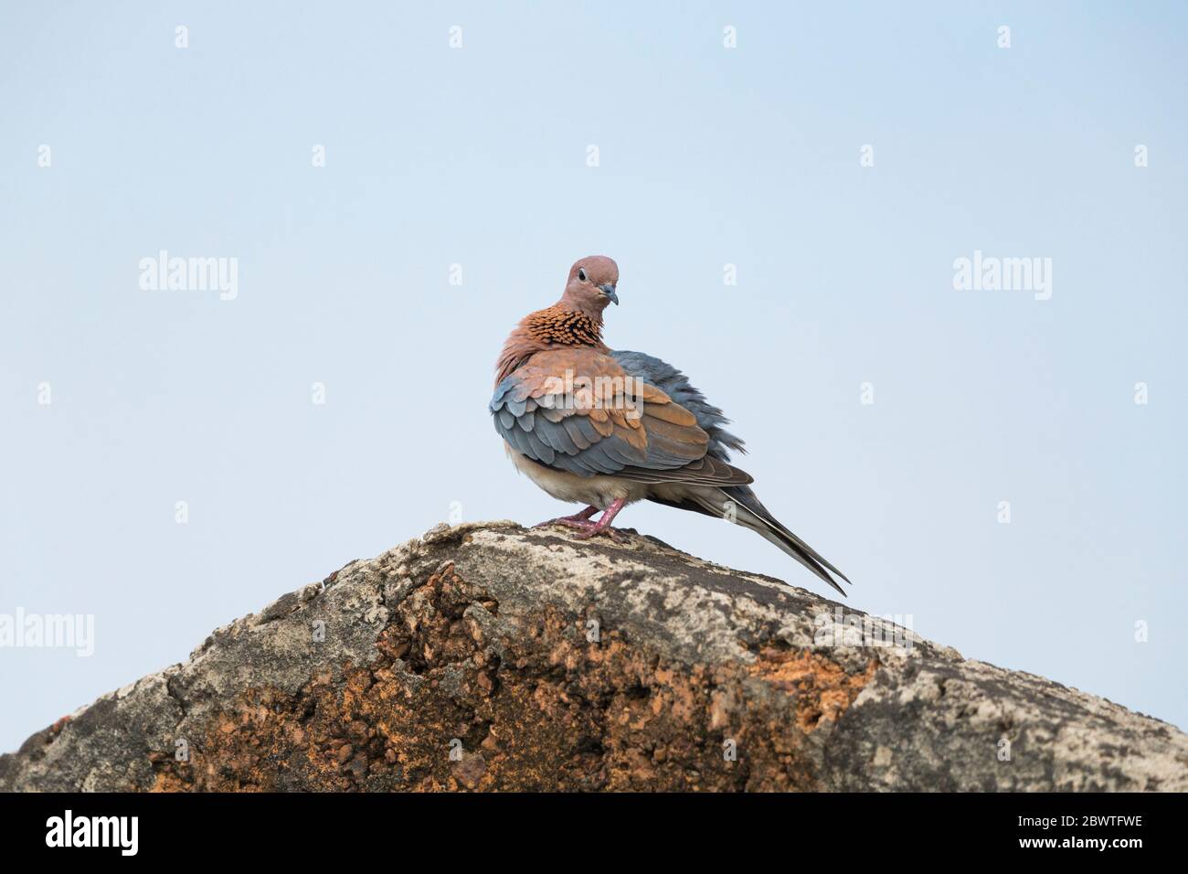 Laughing dove Streptopelia senegalensis, adult, perched on roof-top, Larabanga, Ghana, March Stock Photo