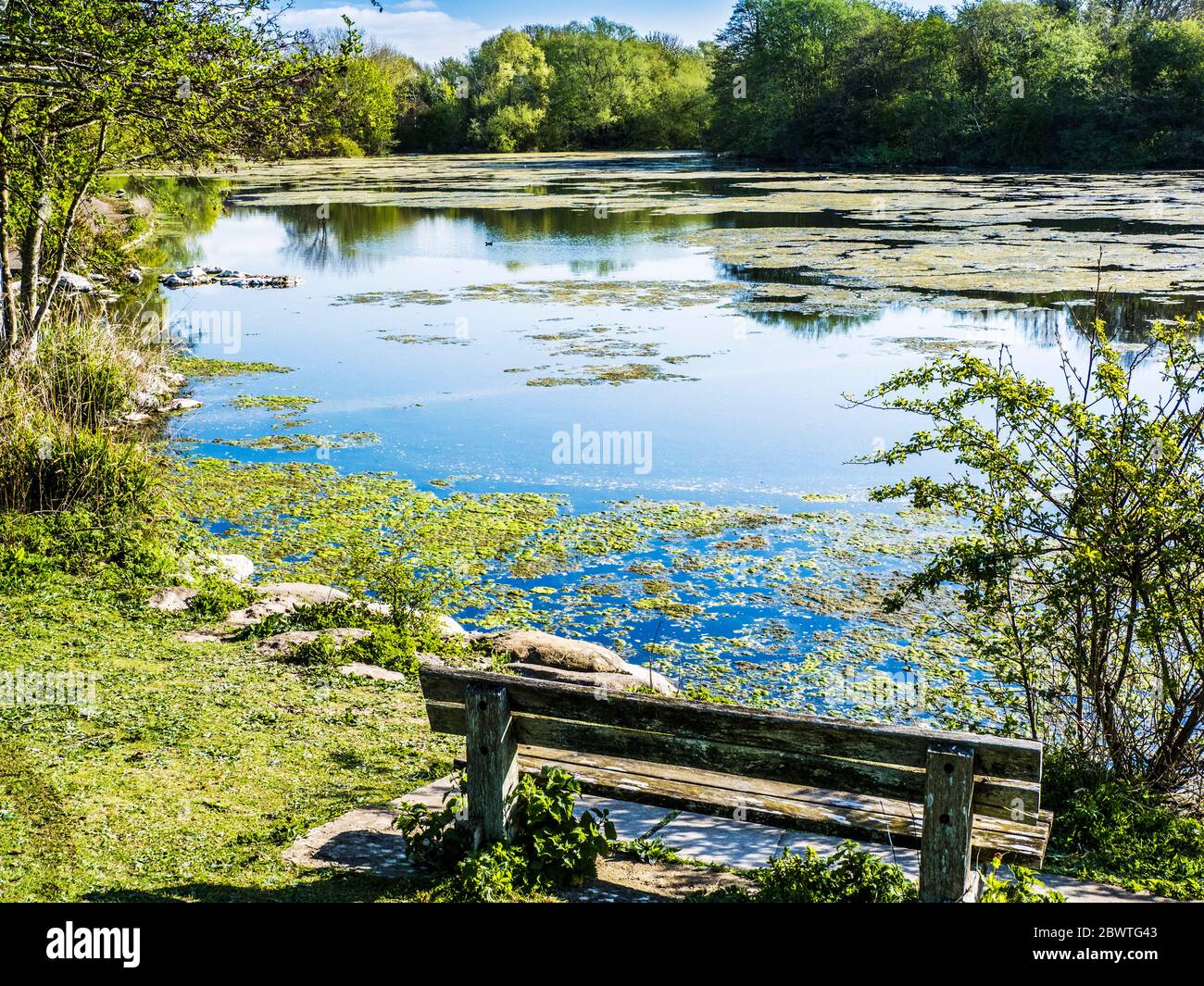 The algae covered surface of a small lake in Swindon, Wiltshire. Stock Photo