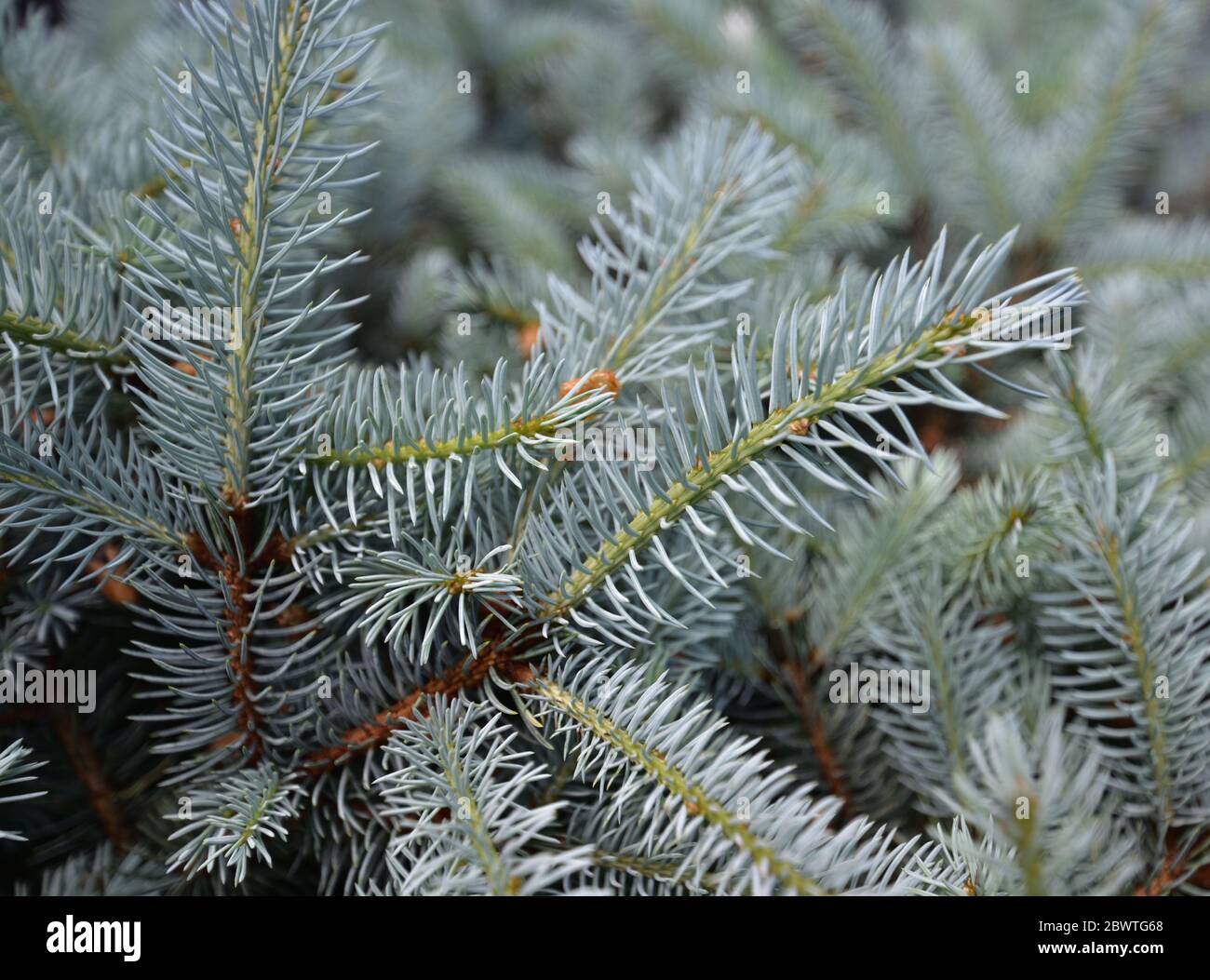 Gray leaves of mountain pine Stock Photo
