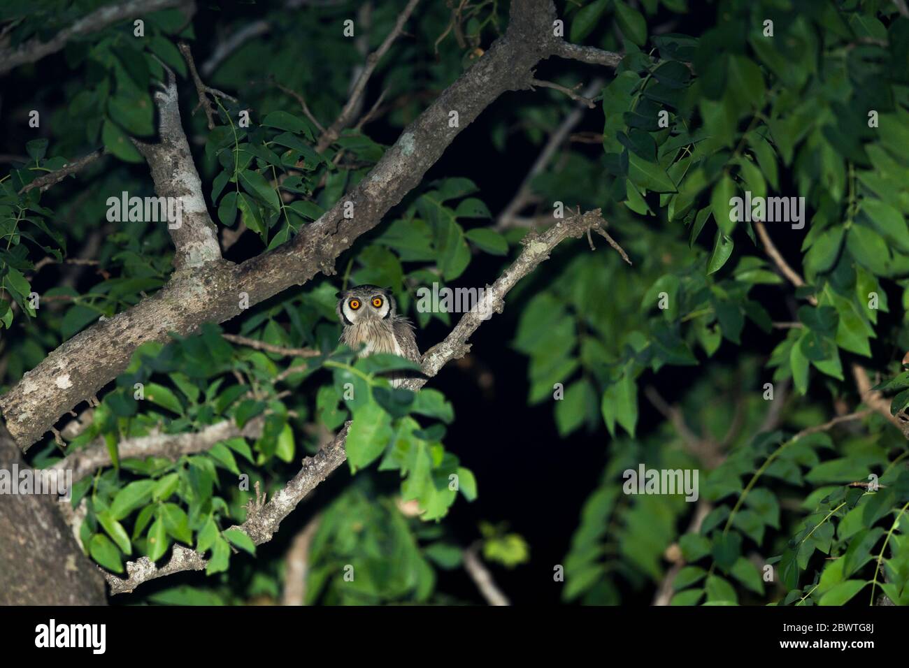 Northern white-faced owl Ptilopsis leucotis, adult, perched in tree, Mole National Park, Ghana, March Stock Photo