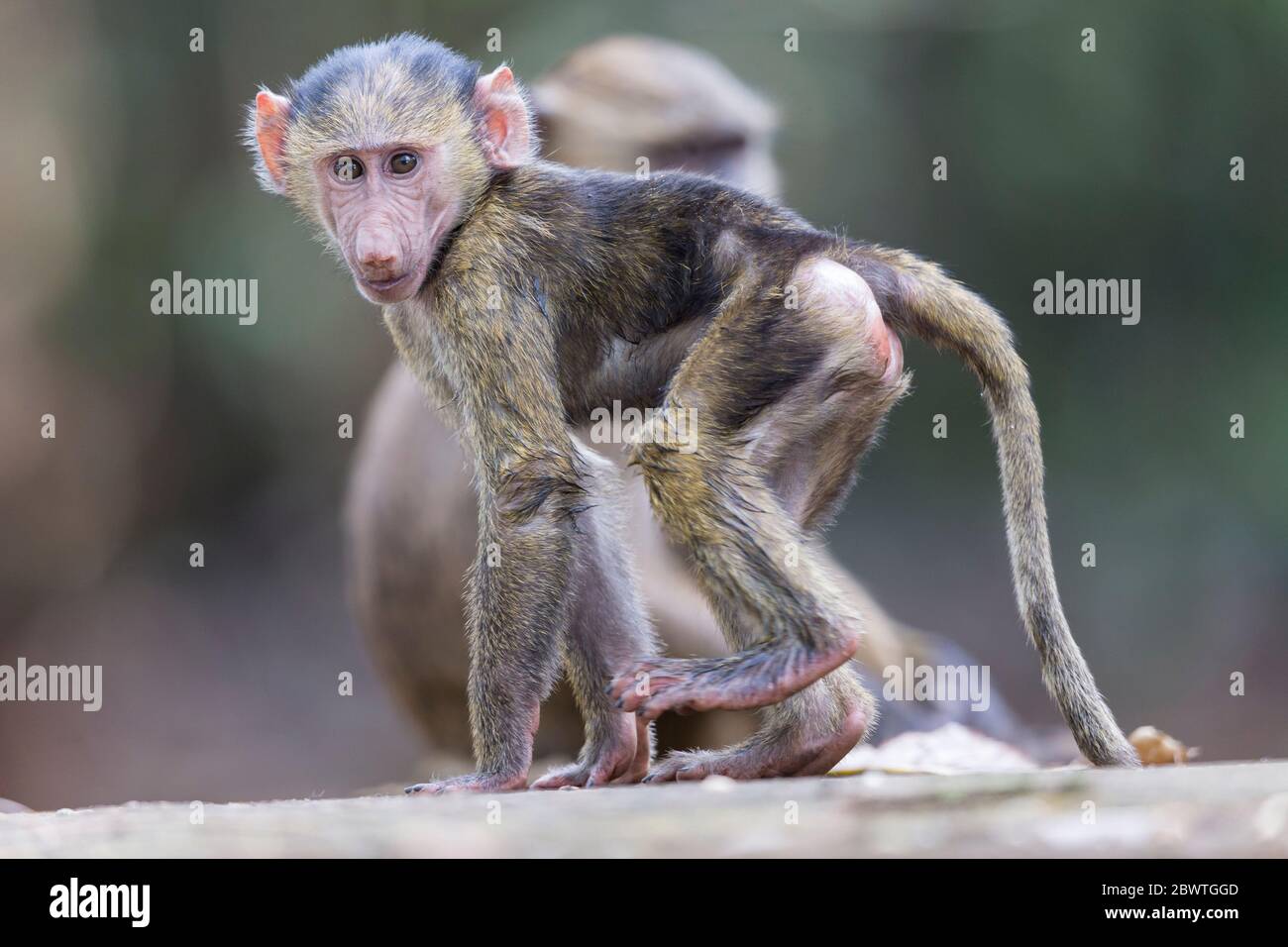 Olive baboon Papio anubis, juvenile, walking allong ground, Shai Hills, Ghana, March Stock Photo