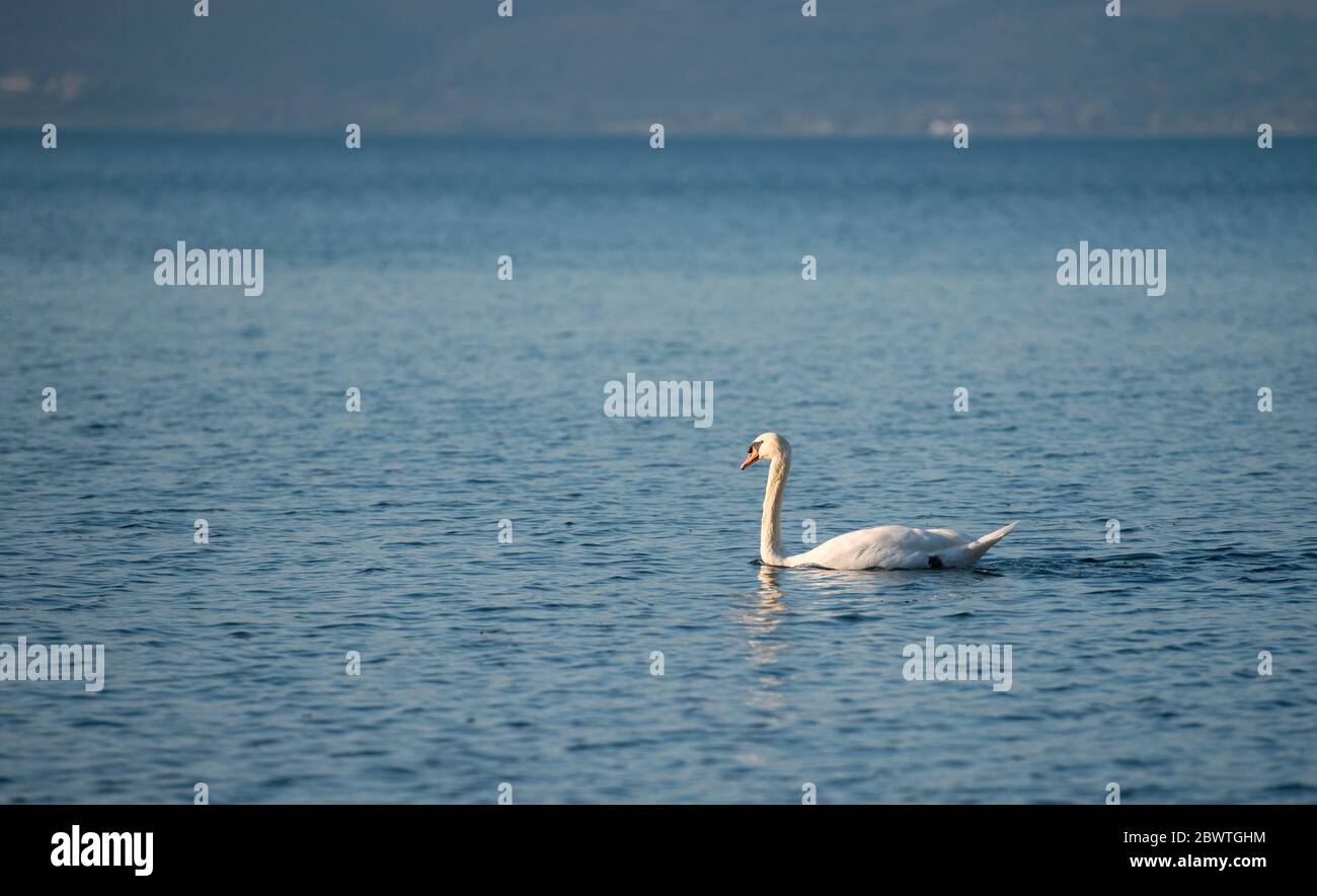 Beautiful white swan on the lake Stock Photo