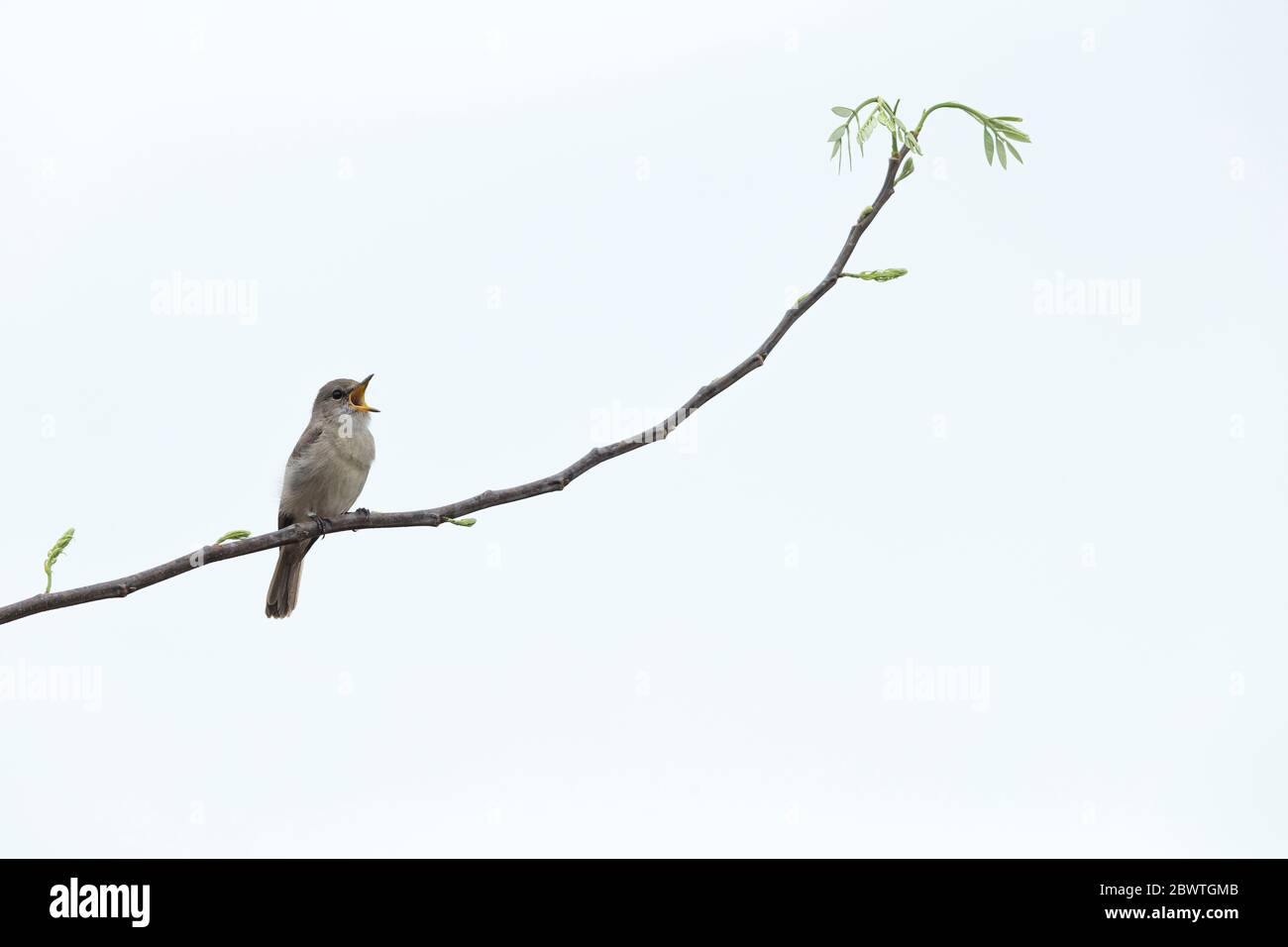 Pale flycatcher Melaenornis pallidus, perched on branch & singing, Mole National Park, Ghana, March Stock Photo