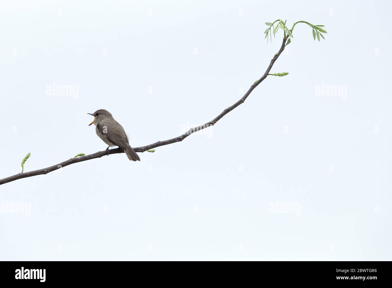 Pale flycatcher Melaenornis pallidus, perched on branch & singing, Mole National Park, Ghana, March Stock Photo