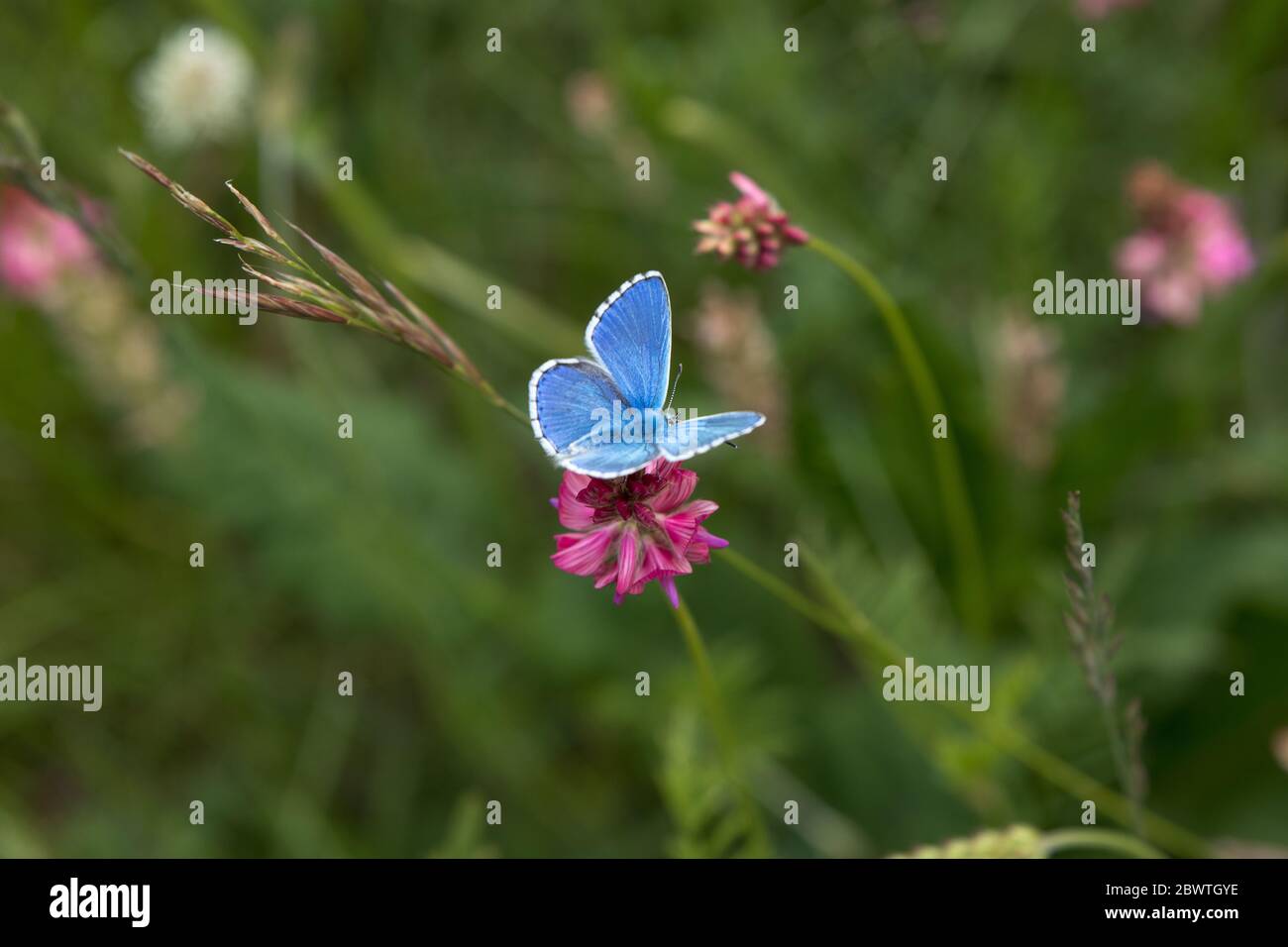 The blue butterfly Lycaenidae family flying among pink cosmos flowers with blurred flowers and green background Stock Photo