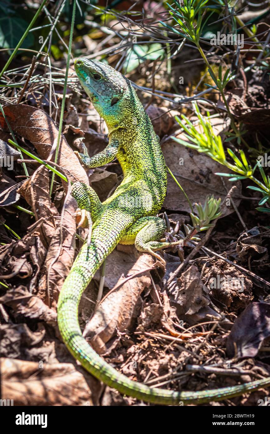 Emerald lizard in the german wineyards Stock Photo