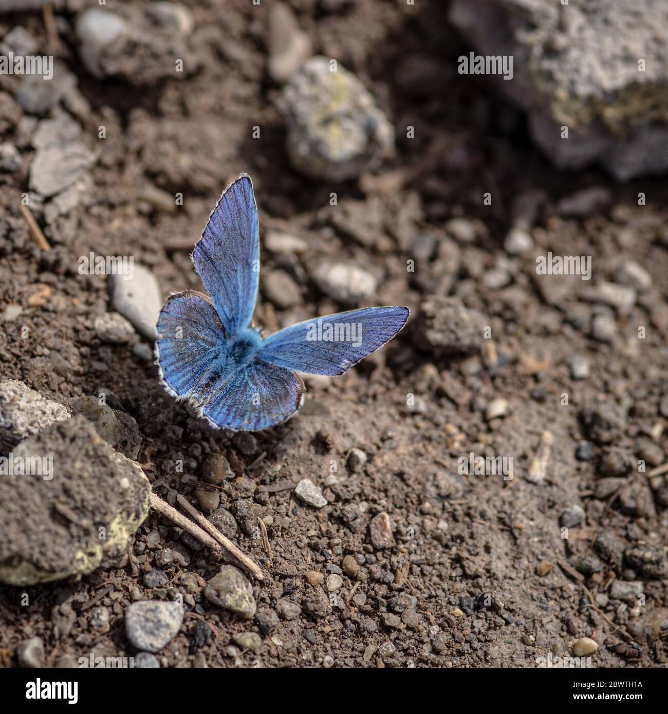 Lycaenidae butterfly (little blue butterfly) sitting on the groun in sunny summer day Stock Photo