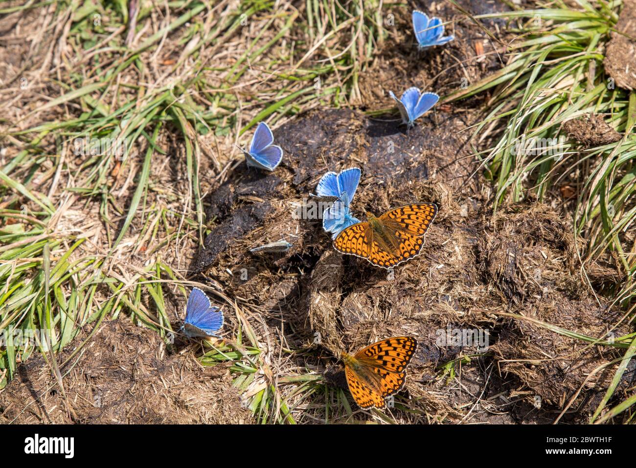 Lycaenidae butterfly (little blue butterfly) sitting on the groun in sunny summer day Stock Photo