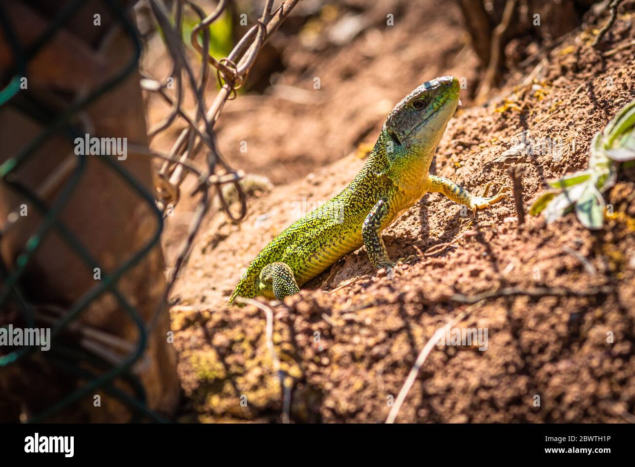 Emerald lizard in the german wineyards Stock Photo