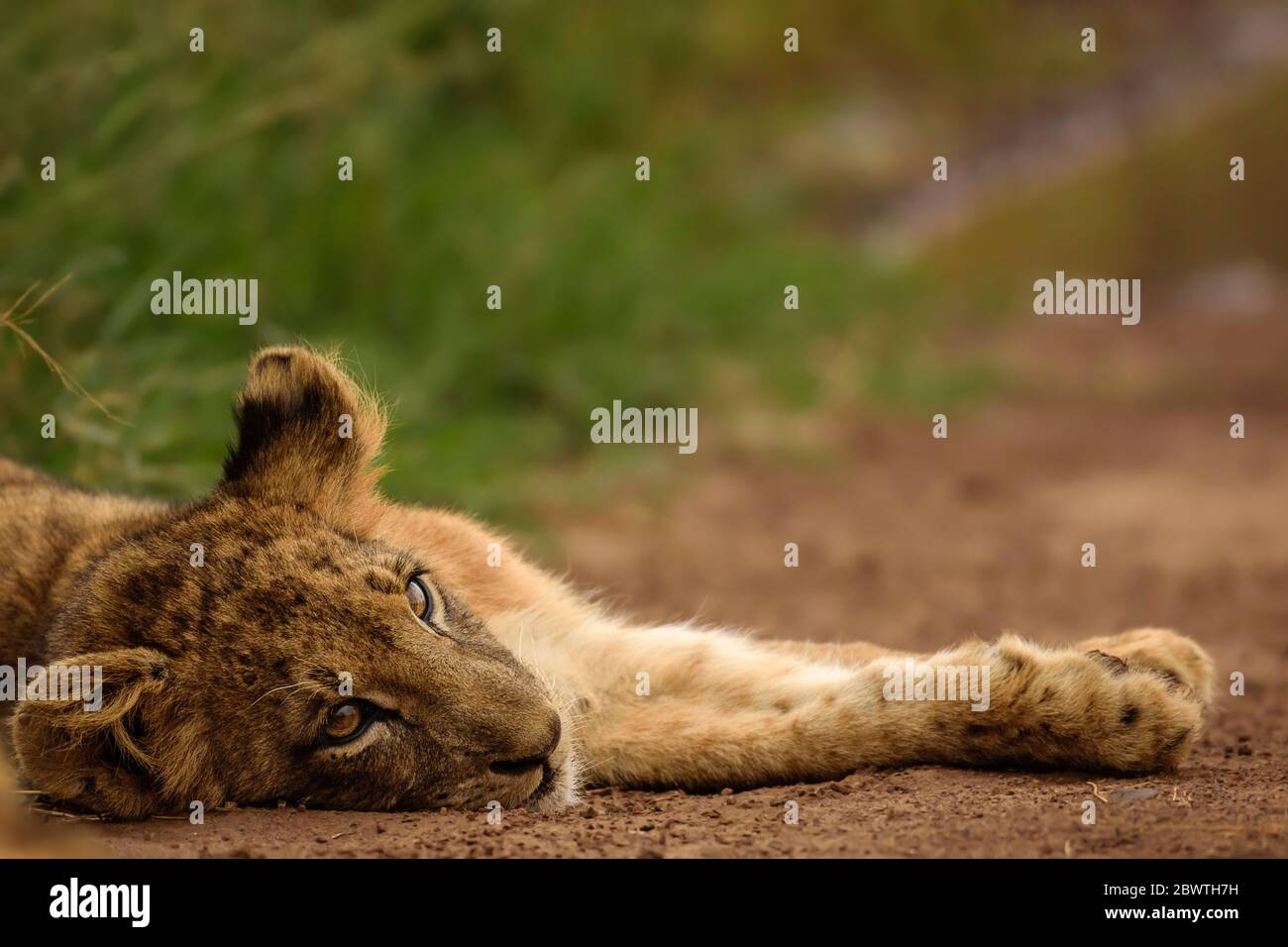 Portrait of a lion cub resting by the road, Nairobi National Park, Kenya Stock Photo