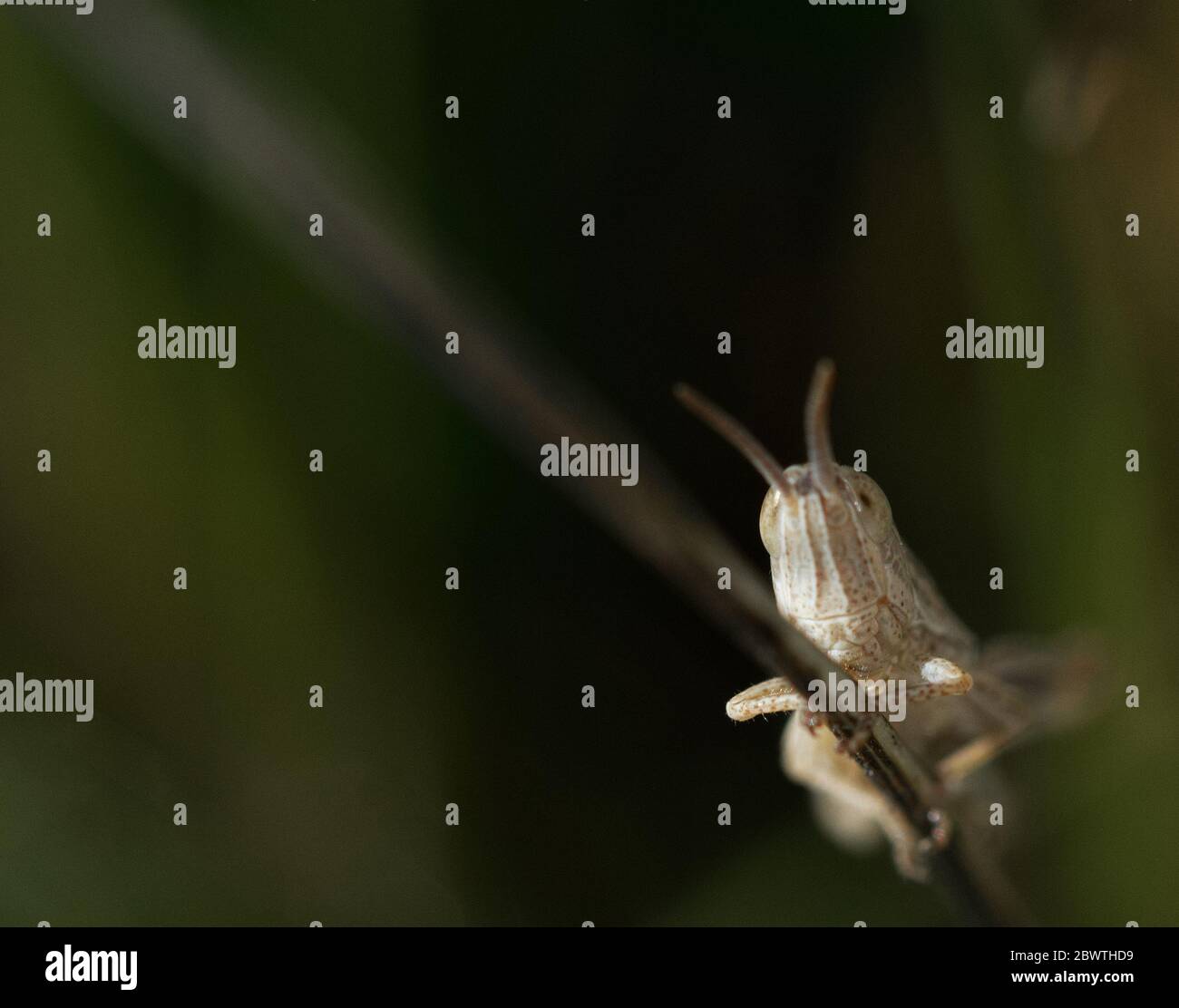 grasshopper on plant in macro Stock Photo