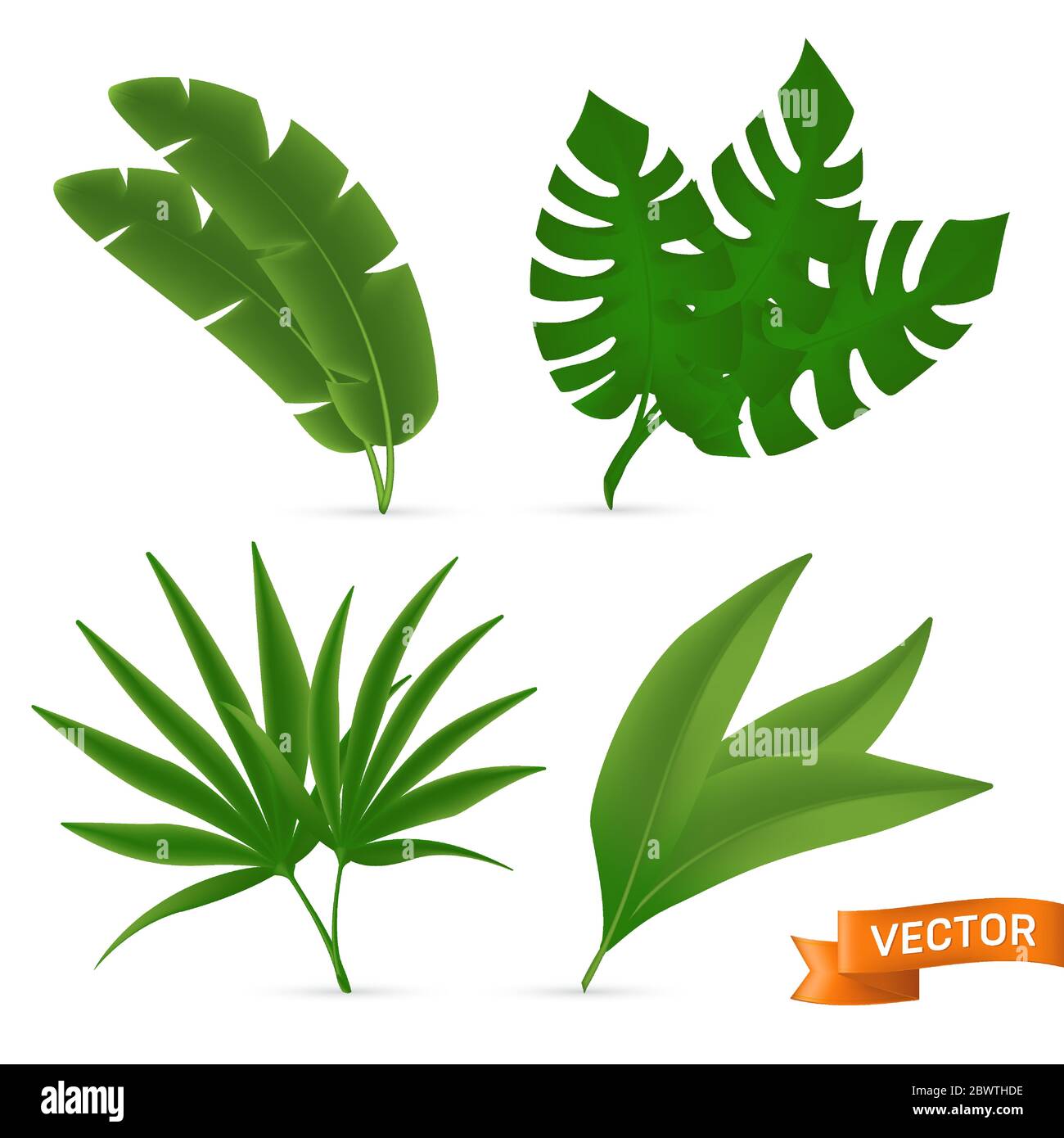 Exotic tropical palm leaves set. Vector illustration of various green foliage isolated on white background Stock Vector