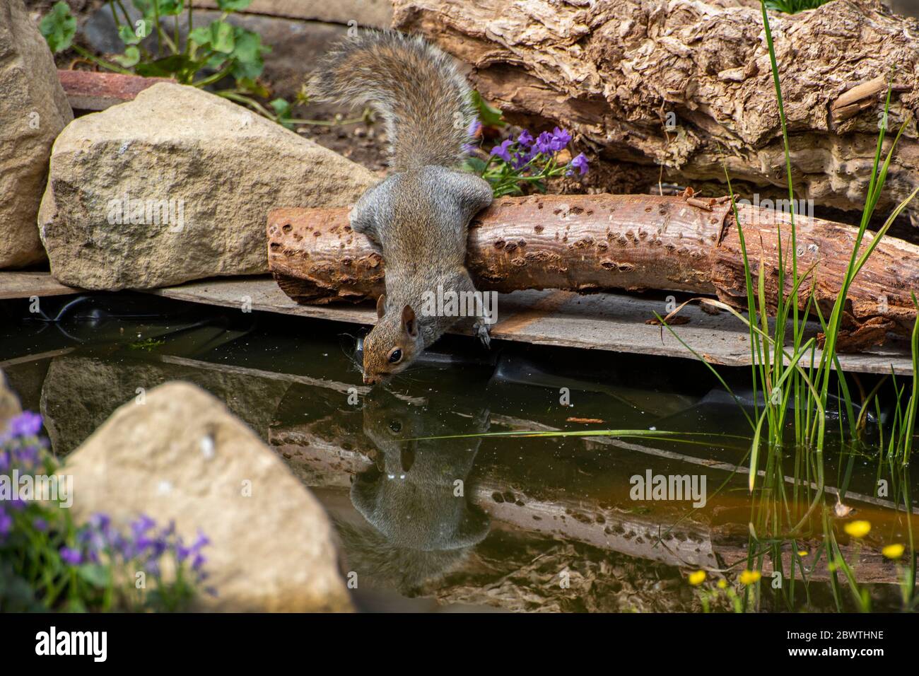 Grey squirrel having a drink from a garden wildlife pond Stock Photo